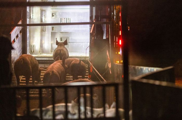 Raw milk drinkers h5n1 bird flu