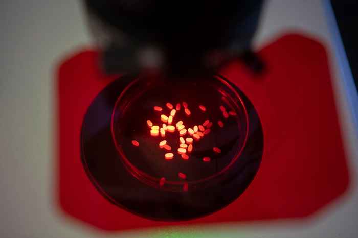 Targeting efficient tomato mediated agrobacterium transgene gene delivery using system