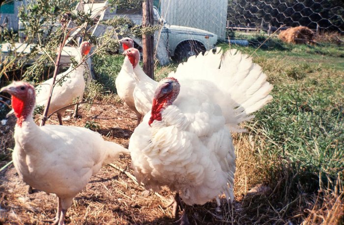 Bird flu is spreading in new ways h5n1 cattle usa