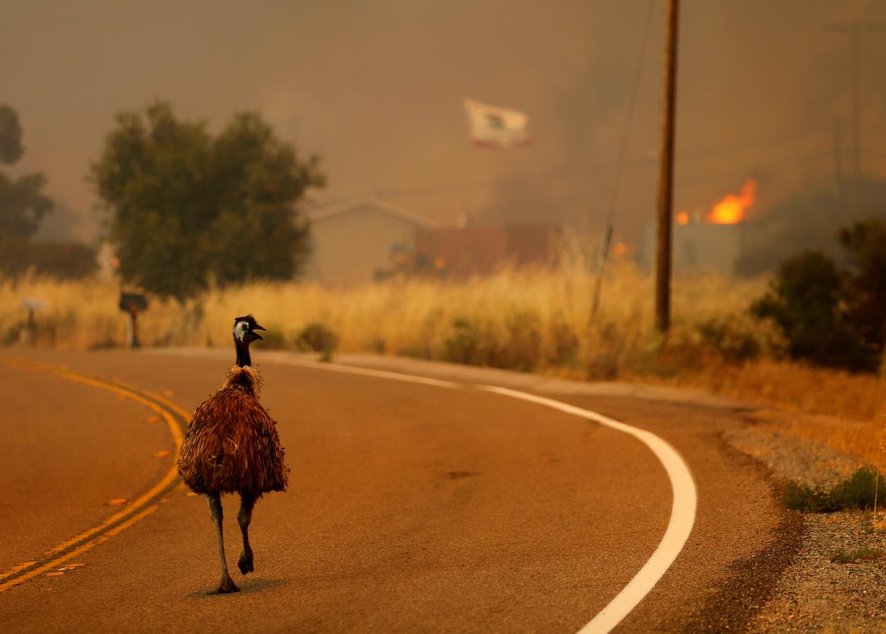 The growing and inexact science of fleeing a wildfire