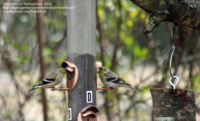 Birders are still watching during hurricane helene