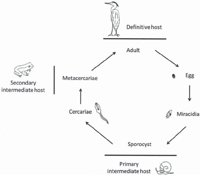 Scientists recreate the conditions that sparked complex life