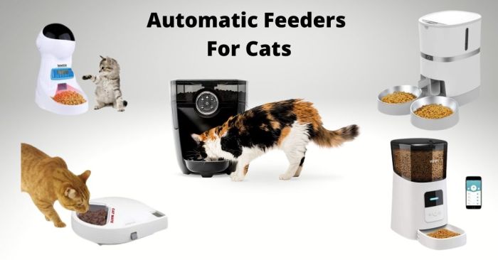 Best automatic cat feeders