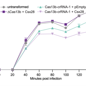 Rna bacterial crispr cas can system snip too some cas9 wednesday march stanford carnegiescience edu