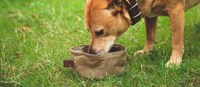 Best dog accessories