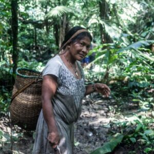 Rainforest biodiversity mammals