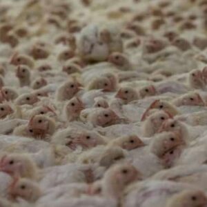 Eat just good meat singapore cultivated lab grown chicken