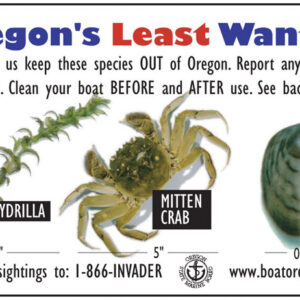 Invasive species are threatening the quality of new yorks tap water