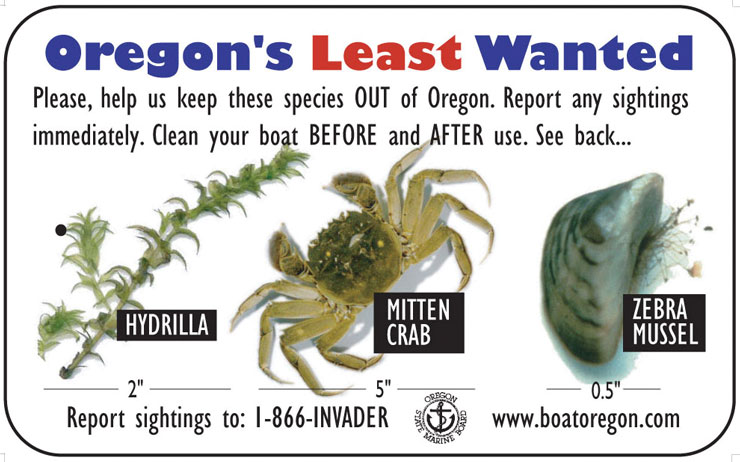 Invasive species are threatening the quality of new yorks tap water