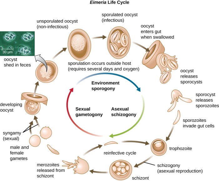 Scientists recreate the conditions that sparked complex life