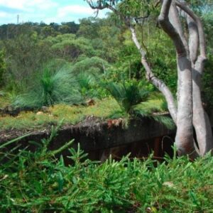 How to build a fire resistant neighborhood