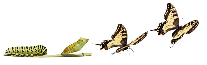 Butterfly caterpillar transformation change into butterflies quote story metamorphosis just before life does like quotes evolution fly growth there become