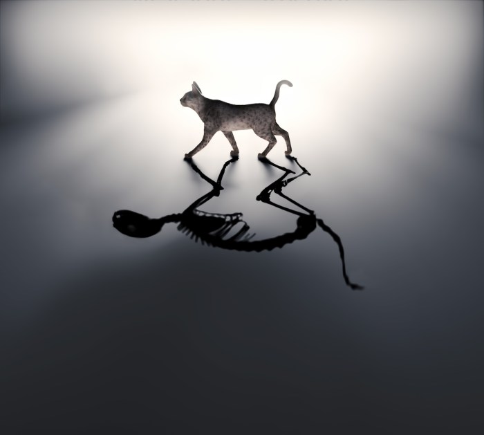 Scientists have pushed the schrodingers cat paradox to new limits