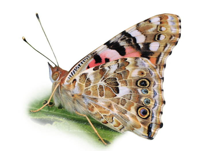 Butterflies fly 4200 kilometers without stopping nonstop migration painted lady