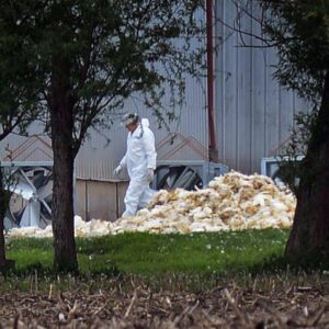 The bird flu outbreak takes a mysterious turn missouri avian influenza