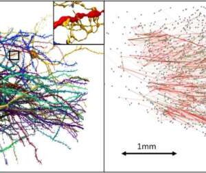 Connectivity unveils