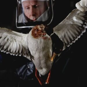 The us has bird flu vaccines heres why you cant get one