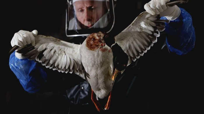 The us has bird flu vaccines heres why you cant get one