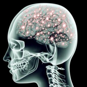 How our longest nerve orchestrates the mind body connection vagus