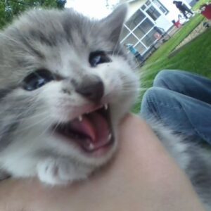 Roaring kitty is playing with fire