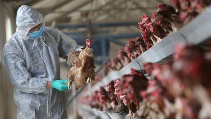 Bird flu is spreading in new ways h5n1 cattle usa