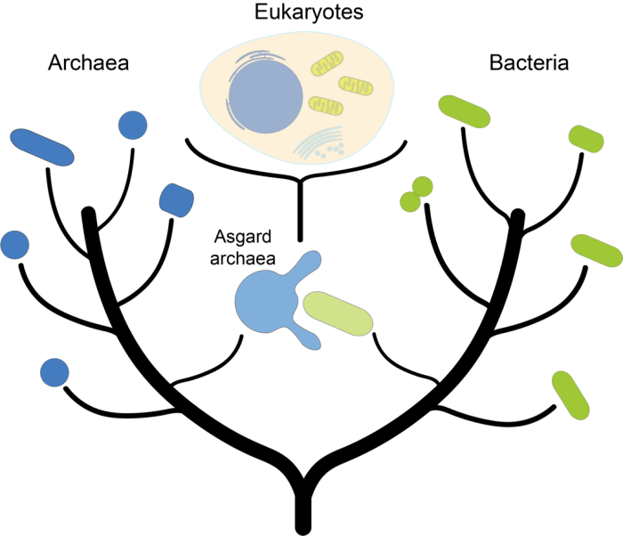 Scientists recreate the conditions that sparked complex life