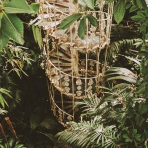 Mushrooms fungi carbon capture kew