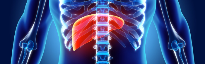 Cells grow liver inside patient