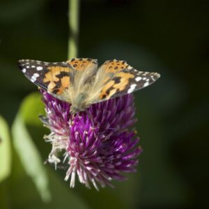 Butterflies fly 4200 kilometers without stopping nonstop migration painted lady