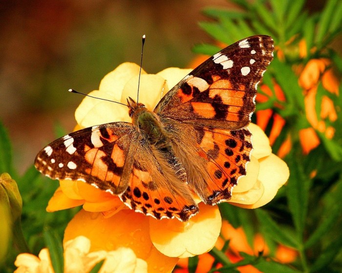 Butterflies fly 4200 kilometers without stopping nonstop migration painted lady