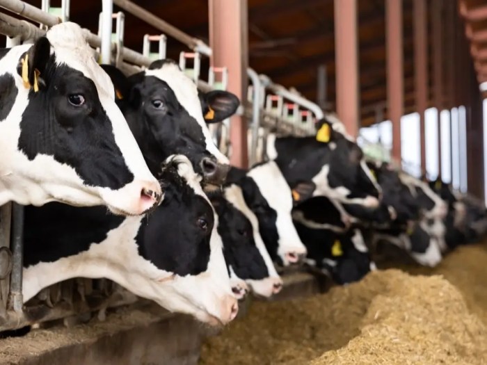 Flu influenza avian mutations scienza autocensura fanpop containing censor asks easily chickens poultry cleveland dead positive hong