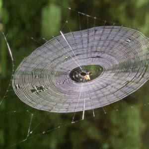 Science has spun spideys web slinging into reality