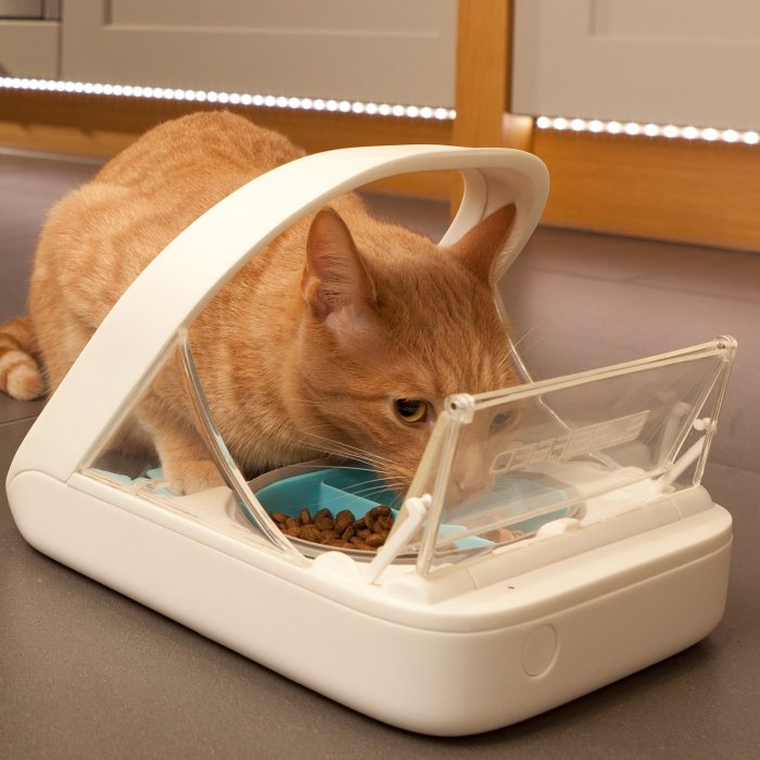 Best automatic cat feeders