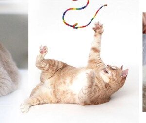 Best cat toys litter boxes and supplies